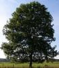 ARandomTree