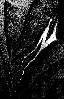 Arthotus