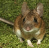 AwillingMouse