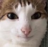 CipotCaz