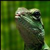 DragonsFTW's avatar