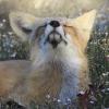 Gamefox