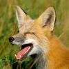HungryFox3586
