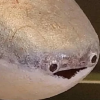 KalTernaqin