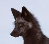 Loomfox
