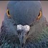 MrPigeon