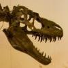 PreyoftheDinosaurQueen