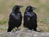 Ravenpair