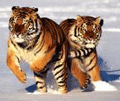 Sikhoten_Tiger's avatar