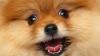 Superdoge645
