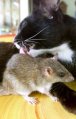 Tabatha_Cat