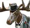 Thesunrisemoose