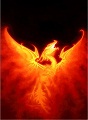 dragonkingdc