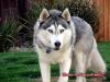 wolf_3456789