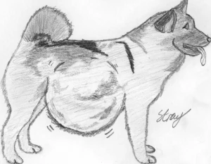 Norwegian Elkhound Post-vore