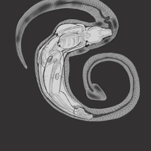 XrayVORE